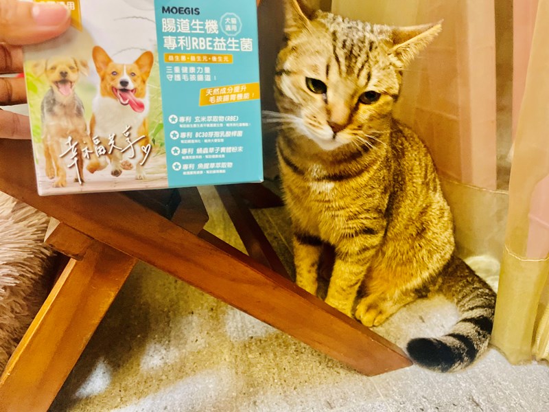 女人知己試用大隊,口碑行銷,部落客行銷,Moegis萌吉 腸道生機專利RBE益生菌,寵物益生菌,專利RBE益生元,專利蔬果酵素,小分子胜肽,藍藻粉,維持免疫力,幫助維持消化道機能,維持正常食慾,改變細菌叢生態,腸胃保健,犬貓適用